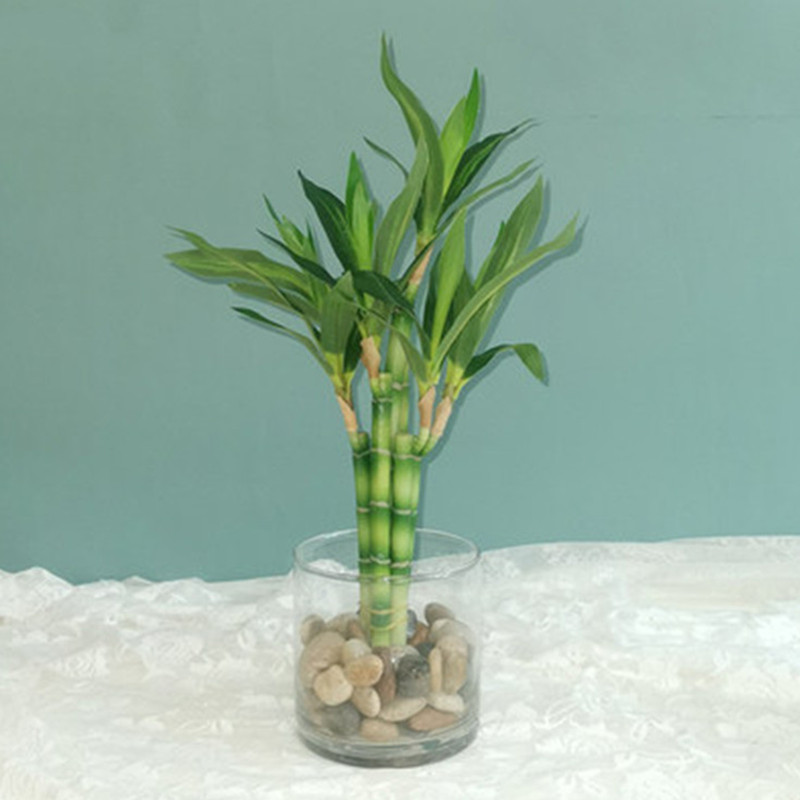 Aquarium Fish Guppy - Nuovo 40 cm rFtificial Lucky Bamboo