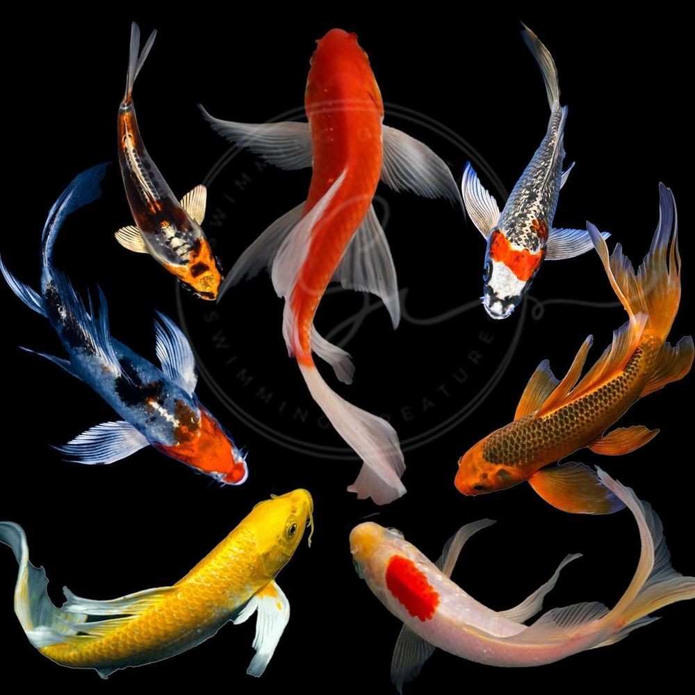 Pesci Koi Vivi Assortiti per L - Aquarium Fish Pond recensione e prezzo