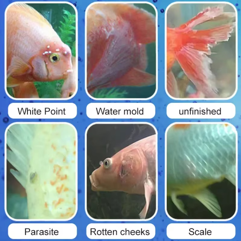 SIKEZHAN Trattamento malattie  - Aquarium Fish Freshwater recensione e prezzo