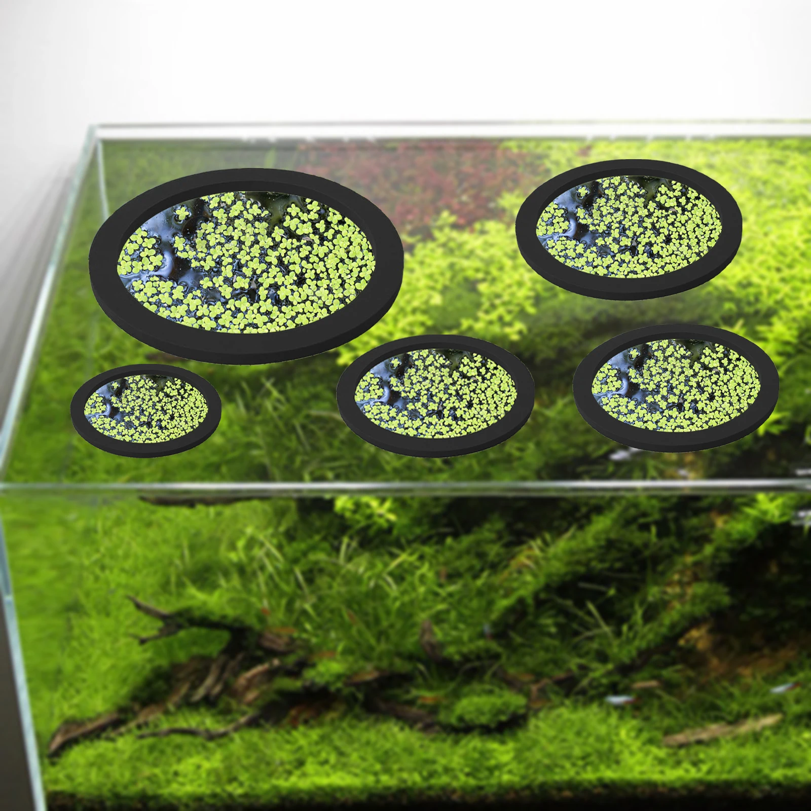 5 pz EVA Anello di Alimentazio - Aquarium Fish Pond recensione e prezzo