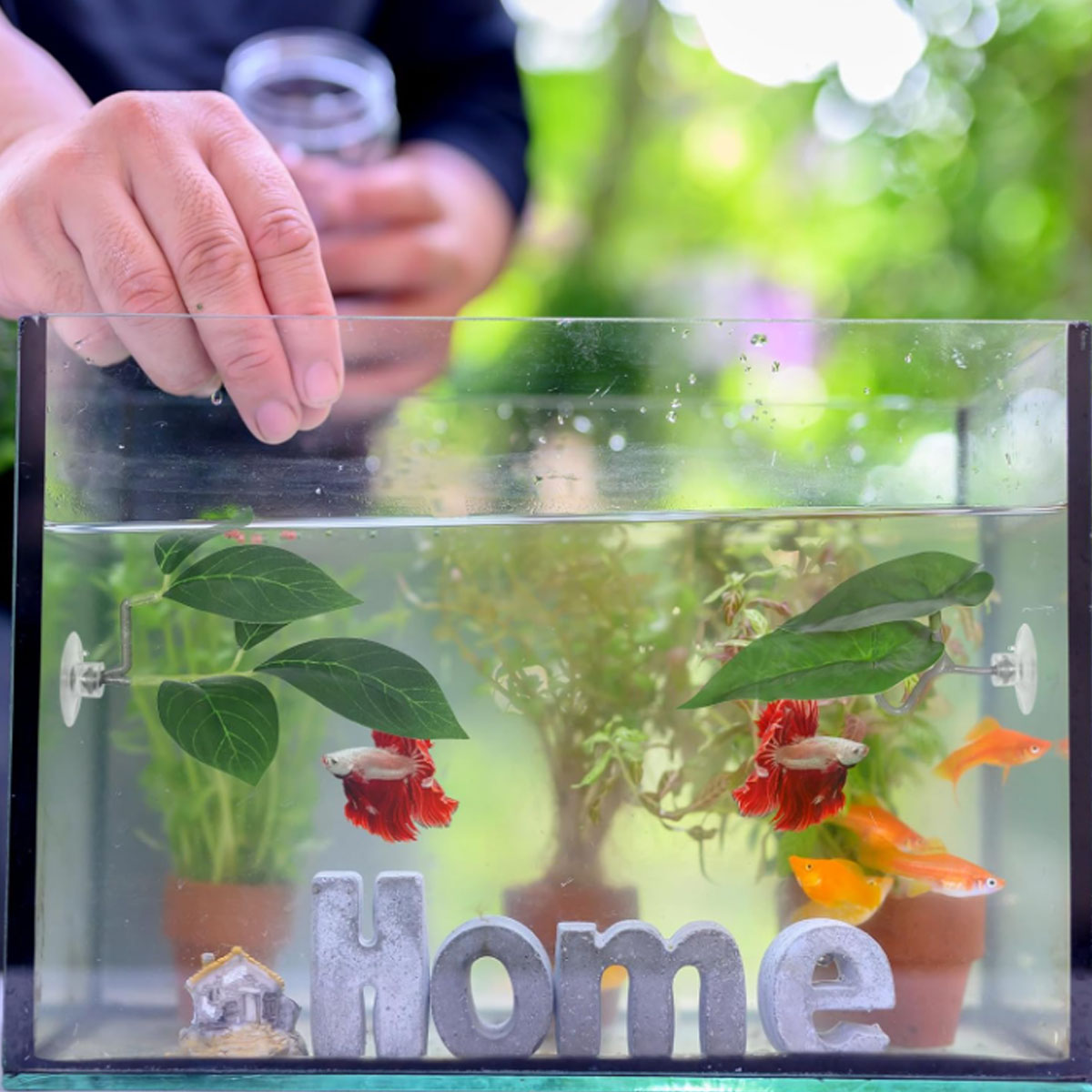 1 Amaca per Pesci Betta, Decor - Aquarium Fish Only recensione e prezzo