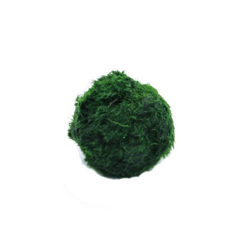 Marimo Moss Balls Live Aquariu - Aquarium Fish Ball recensione e prezzo