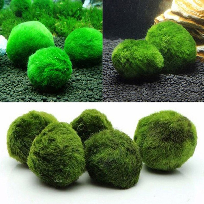 Marimo Moss Balls Live Aquariu - Aquarium Fish Ball recensione e prezzo