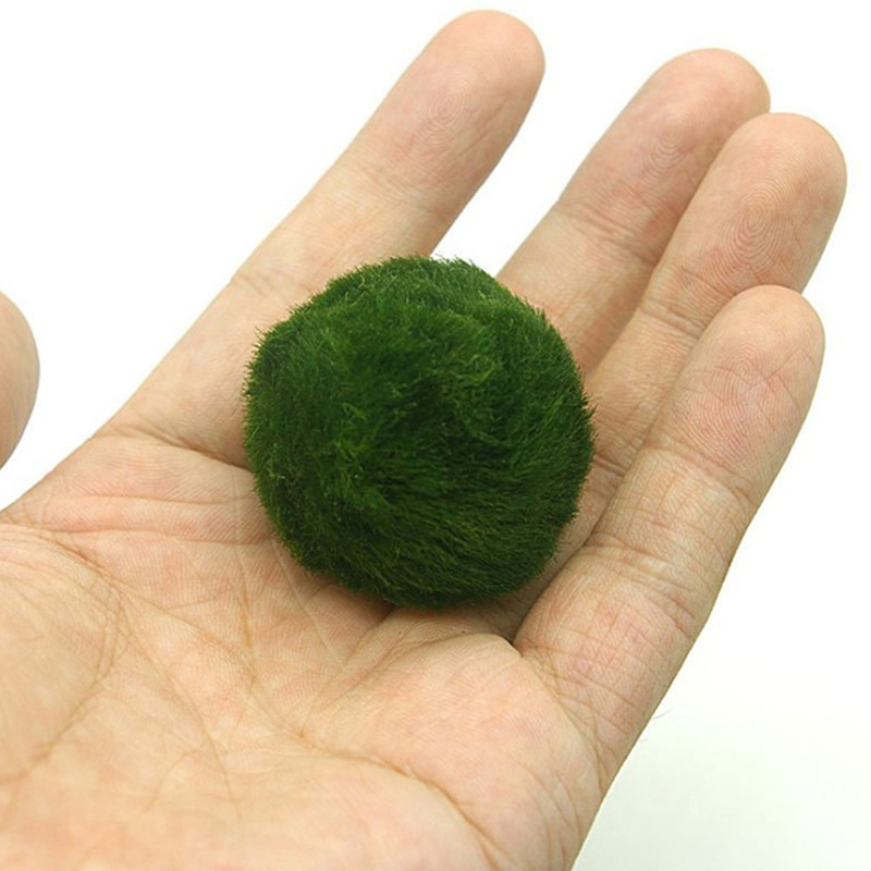 Marimo Moss Balls Live Aquariu - Aquarium Fish Ball recensione e prezzo