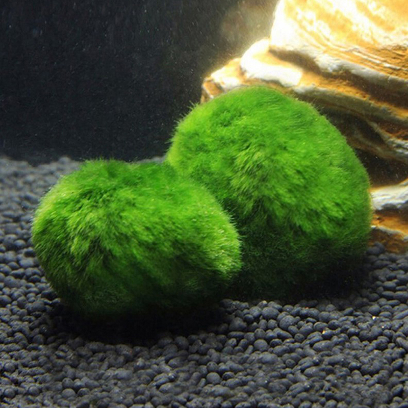 Marimo Moss Balls Live Aquariu - Aquarium Fish Ball recensione e prezzo