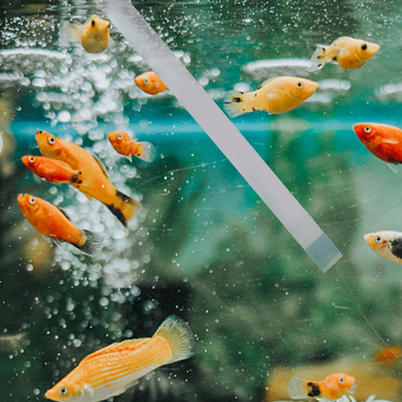 Strisce per Test Piscina, Test - Aquarium Fish Pond recensione e prezzo